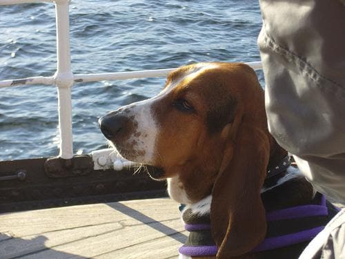 basset