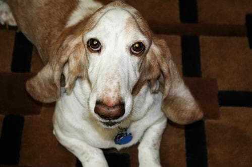 basset