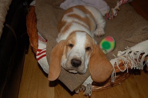 basset
