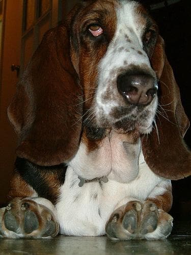 basset