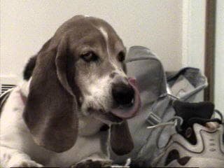 basset