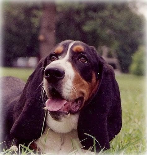 basset