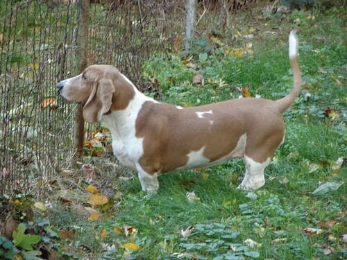 basset