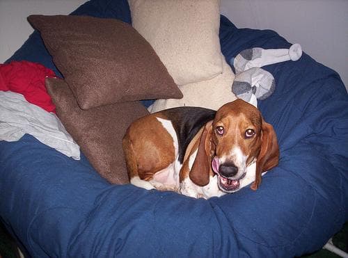 basset
