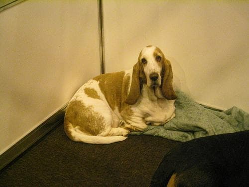 basset