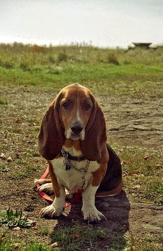 basset