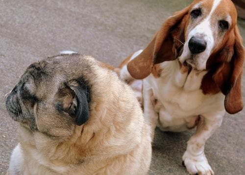 basset