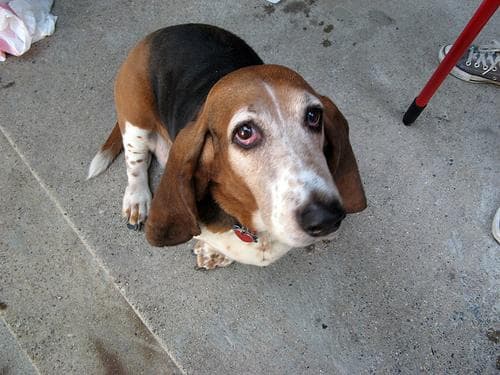 basset