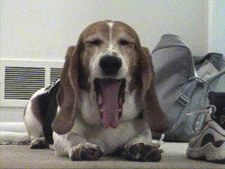 basset