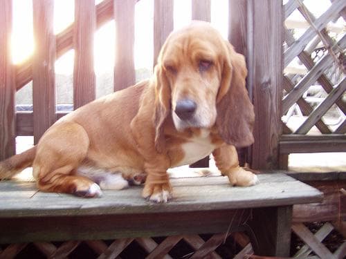 basset