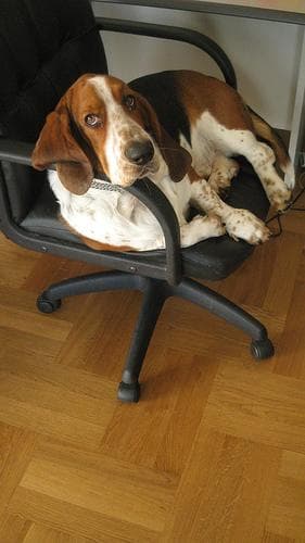 basset