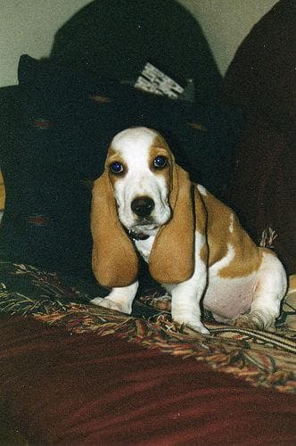 basset