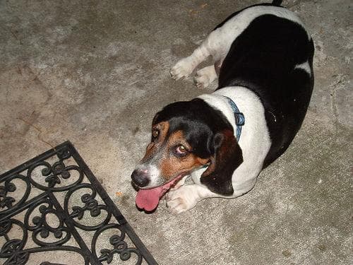 basset