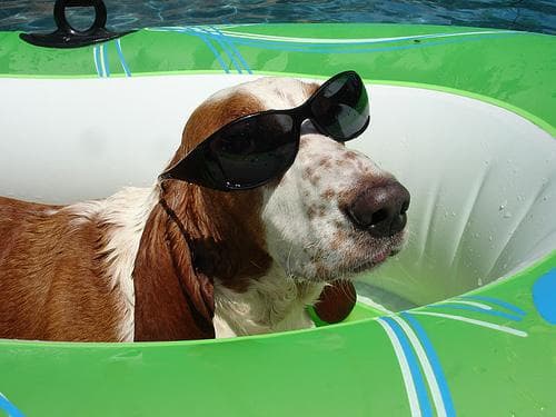 basset