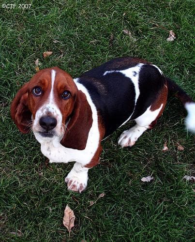 basset