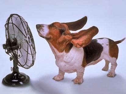 basset