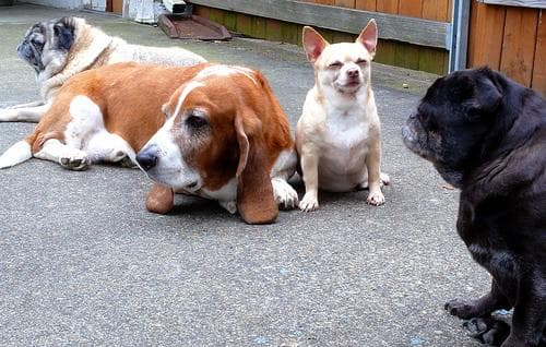 basset