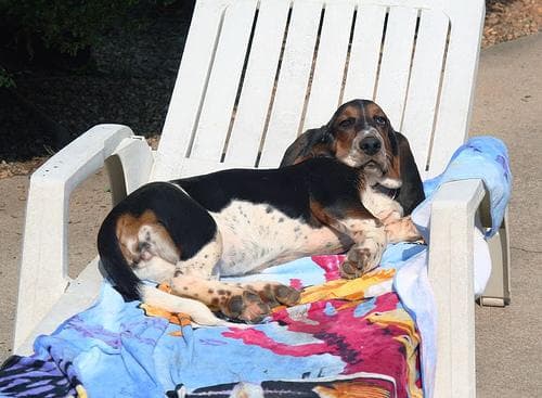 basset
