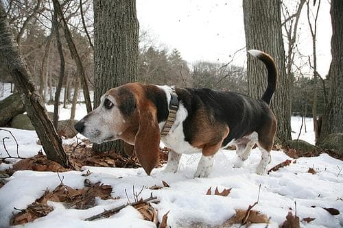 basset