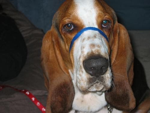 basset