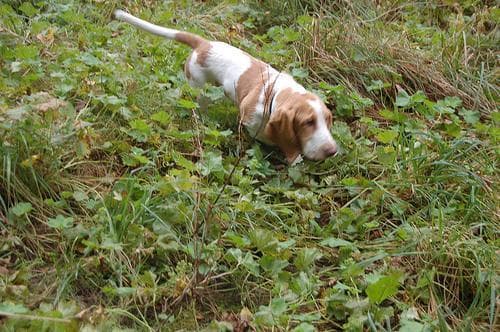 basset