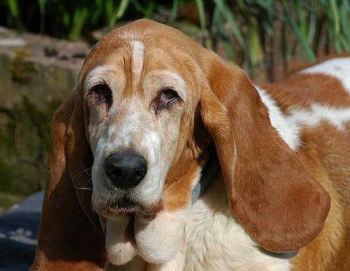 basset