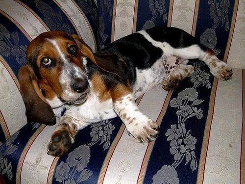 basset