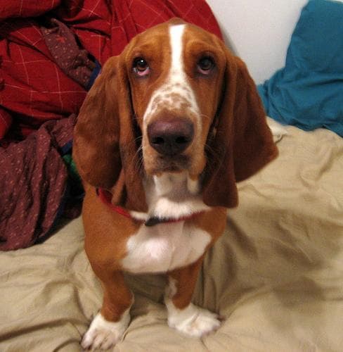 basset