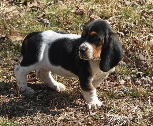basset