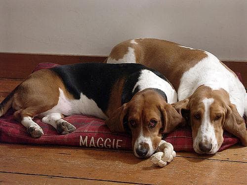 basset