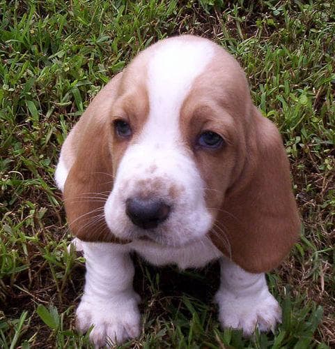 basset