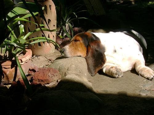 basset
