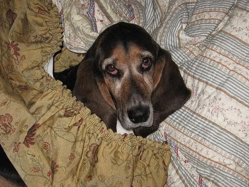 basset