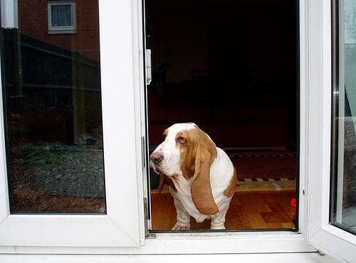 basset