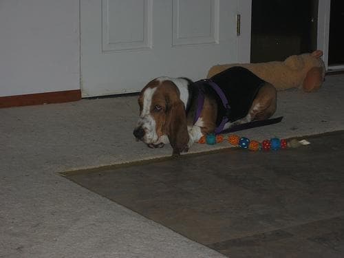 basset