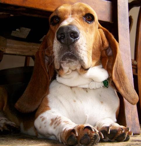 basset