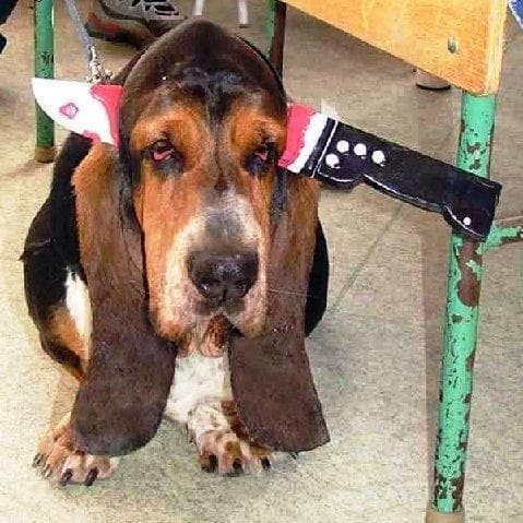 basset