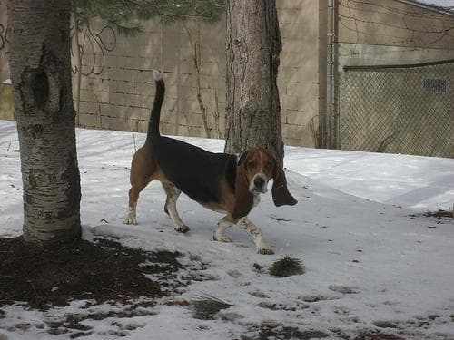 basset