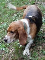 hound