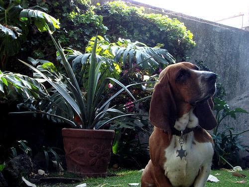 basset