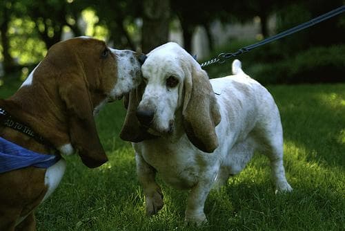basset