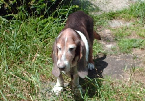 basset