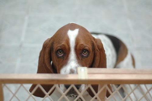 basset