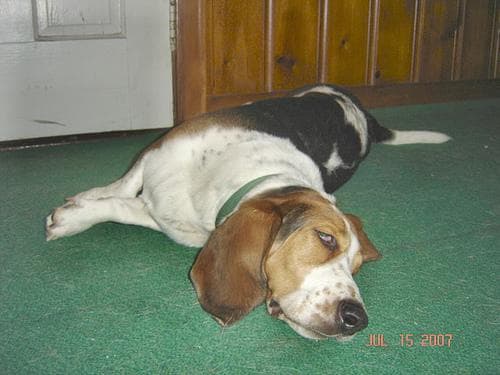 basset