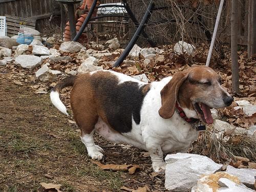 basset