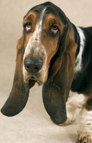 basset