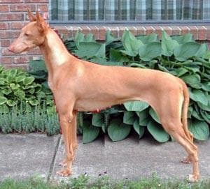 ibizan