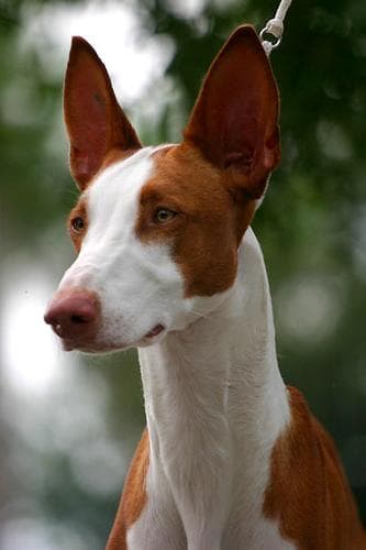 hound