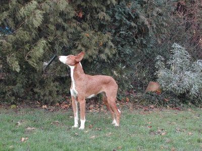 hound