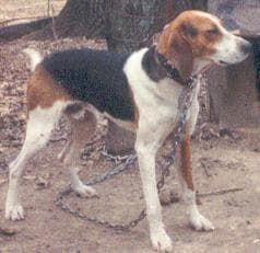 hound